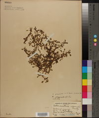 Alternanthera paronichyoides var. paronichyoides image