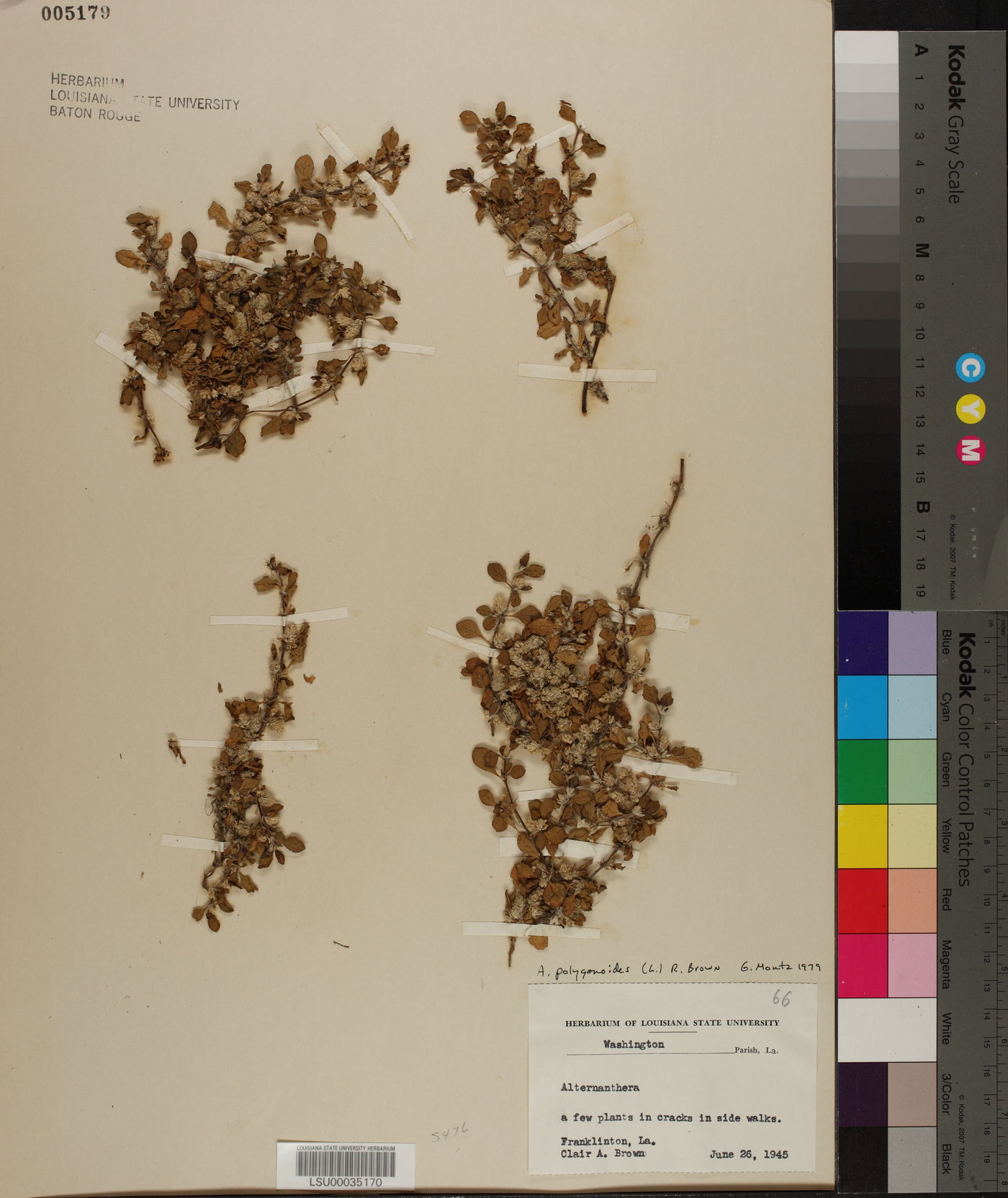 Alternanthera paronichyoides var. paronichyoides image