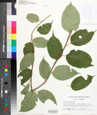 Celastrus scandens image