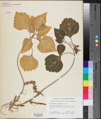 Pachysandra procumbens image