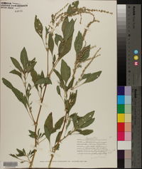 Amaranthus spinosus image