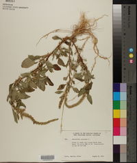 Amaranthus spinosus image