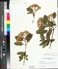 Viburnum cassinoides image