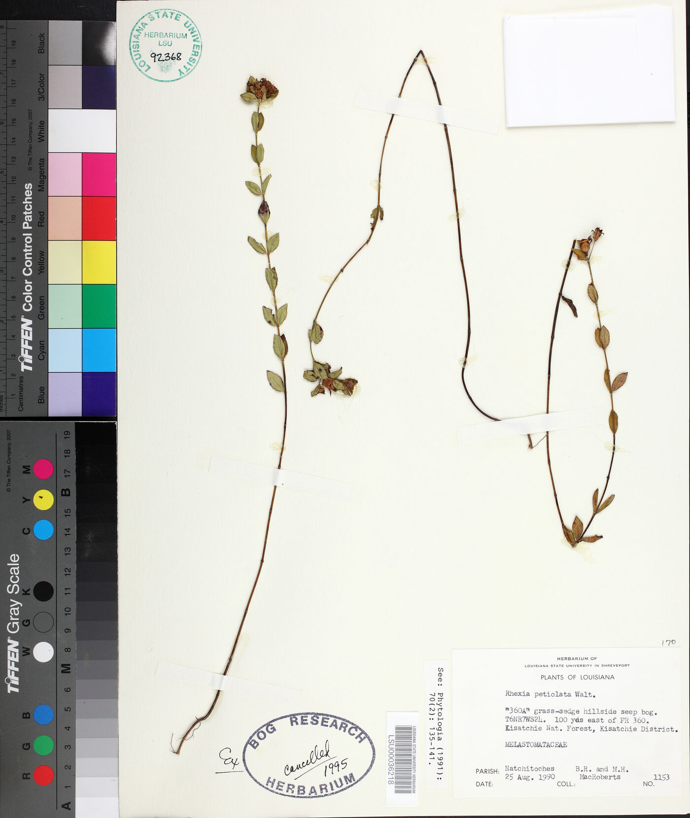 Rhexia petiolata image