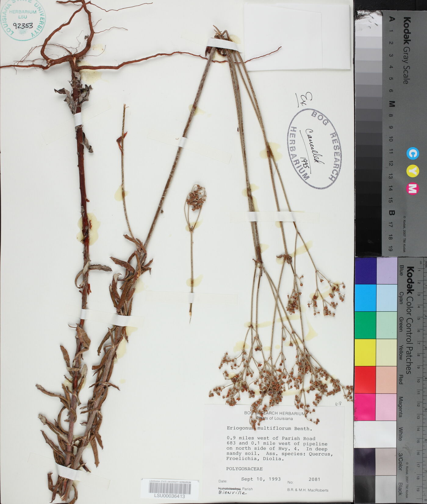 Eriogonum multiflorum image