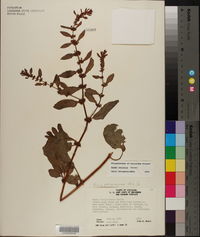 Rumex obovatus image