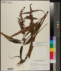 Rumex verticillatus image