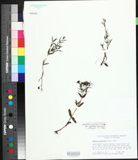 Houstonia purpurea var. calycosa image