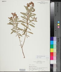 Hypericum densiflorum image