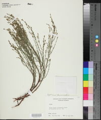Hypericum drummondii image