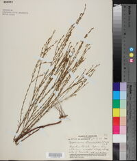 Hypericum drummondii image