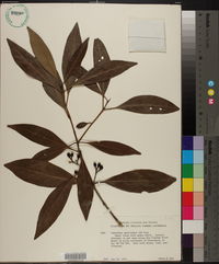 Osmanthus americanus image