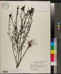 Agalinis heterophylla image
