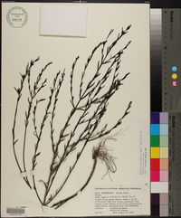 Agalinis heterophylla image