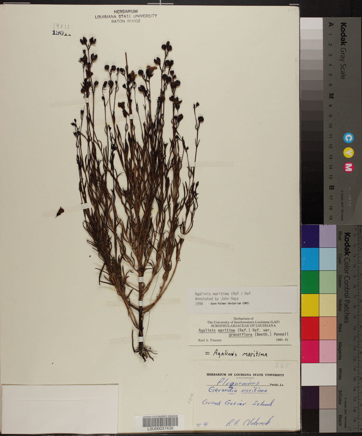 Agalinis maritima image