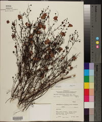 Agalinis tenuifolia var. leucanthera image