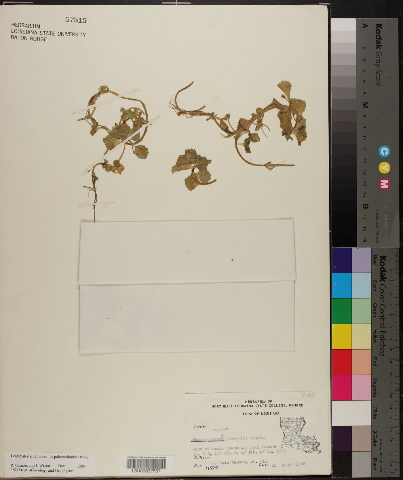 Bacopa egensis image