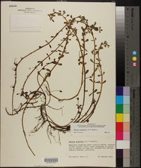 Bacopa monnieri image
