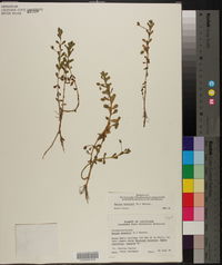 Bacopa monnieri image