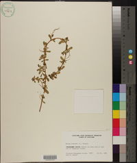 Bacopa monnieri image