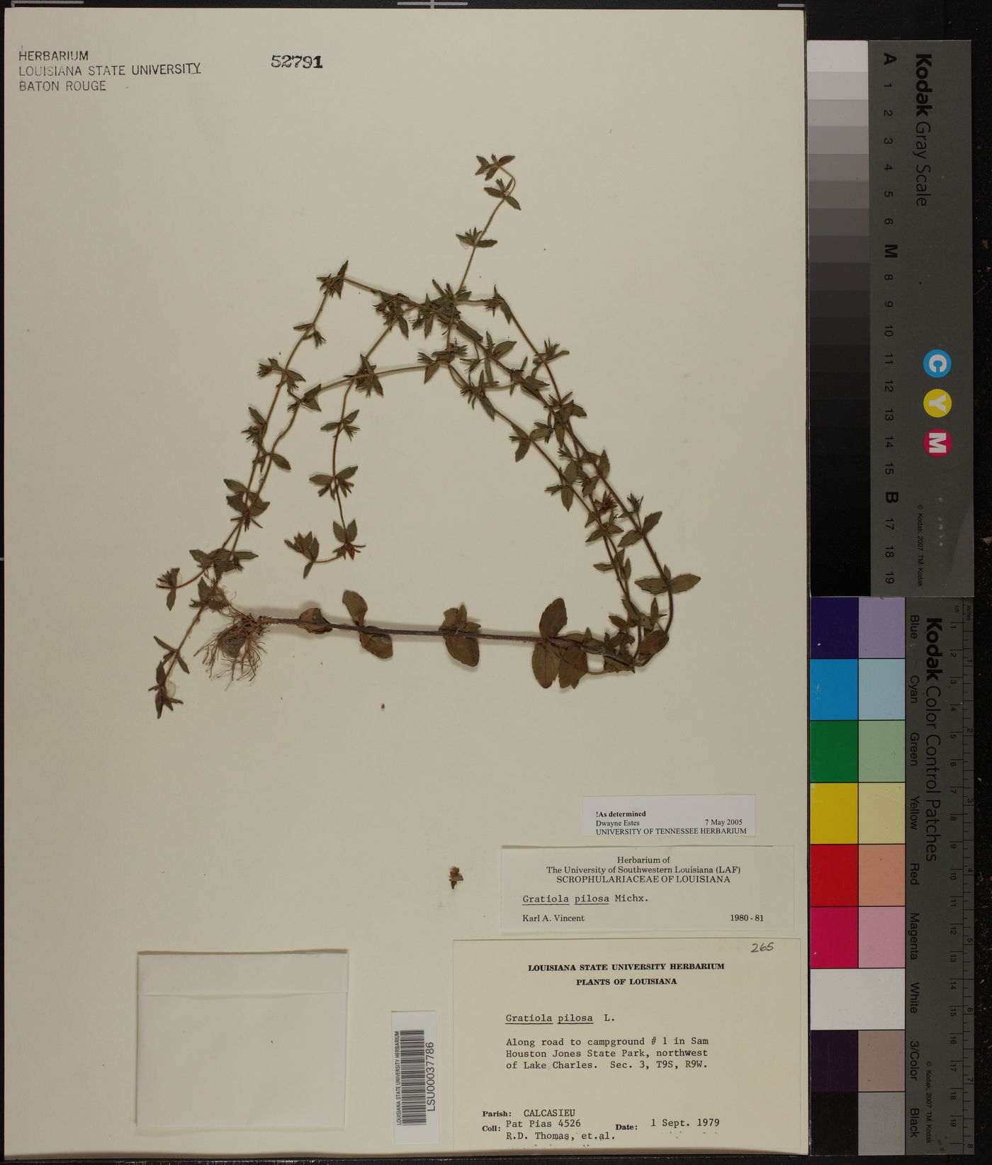 Gratiola pilosa image