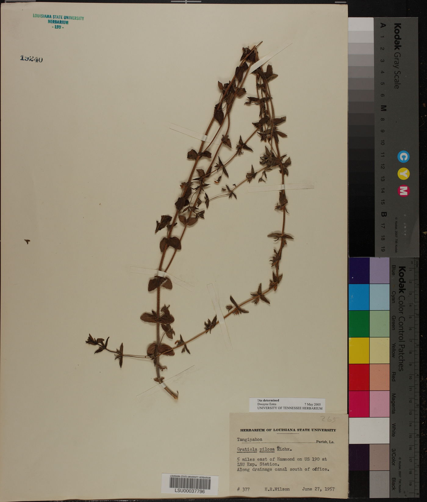 Gratiola pilosa image
