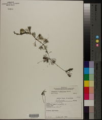 Limnophila x ludoviciana image