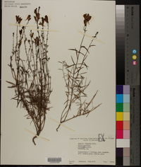 Linaria vulgaris image