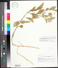 Physalis cinerascens var. spathulifolia image