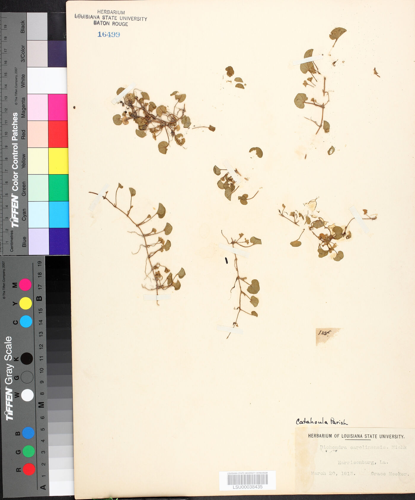 Dichondra carolinensis image