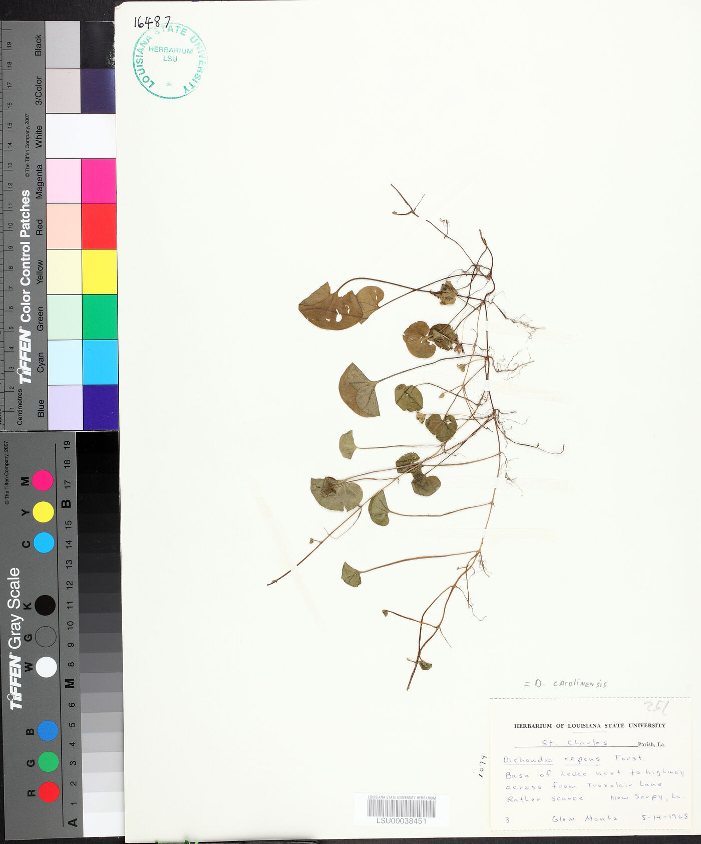 Dichondra carolinensis image