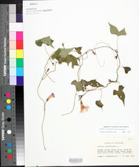 Ipomoea cordatotriloba image