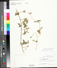Ipomoea cordatotriloba image