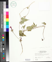 Ipomoea cordatotriloba image
