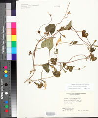 Ipomoea cordatotriloba image