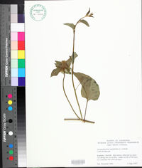 Jacquemontia tamnifolia image