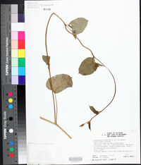 Jacquemontia tamnifolia image