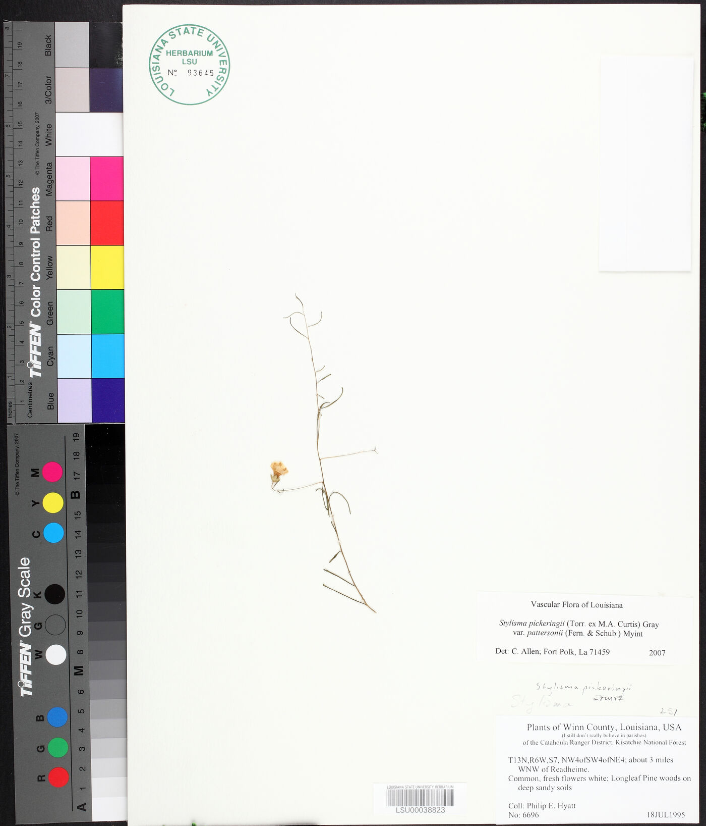 Stylisma pickeringii image
