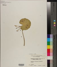 Nymphoides aquatica image