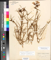 Phlox pilosa subsp. pilosa image