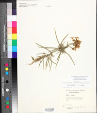Phlox pilosa subsp. pilosa image