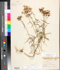 Phlox pilosa subsp. pilosa image