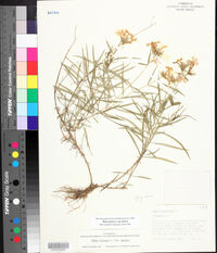Phlox pilosa subsp. pilosa image