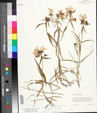 Phlox pilosa subsp. pilosa image