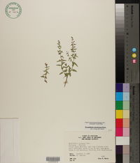 Scutellaria racemosa image