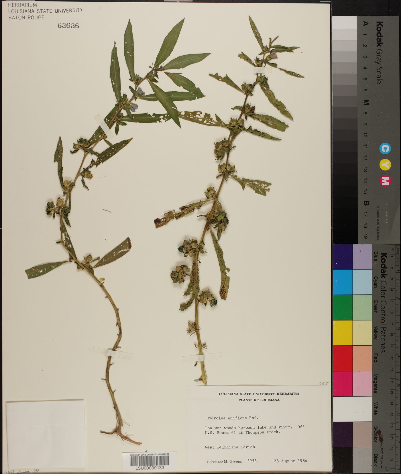 Hydrolea uniflora image