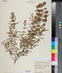 Hypericum galioides image