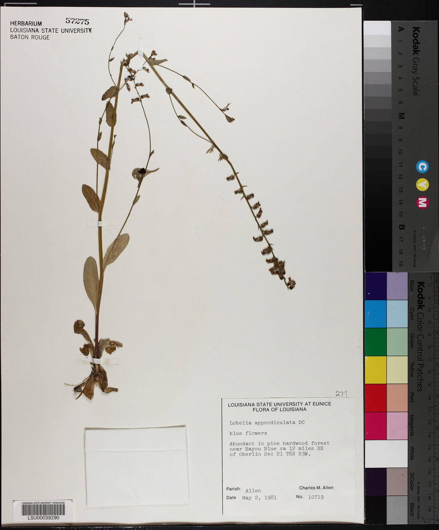 Lobelia appendiculata image