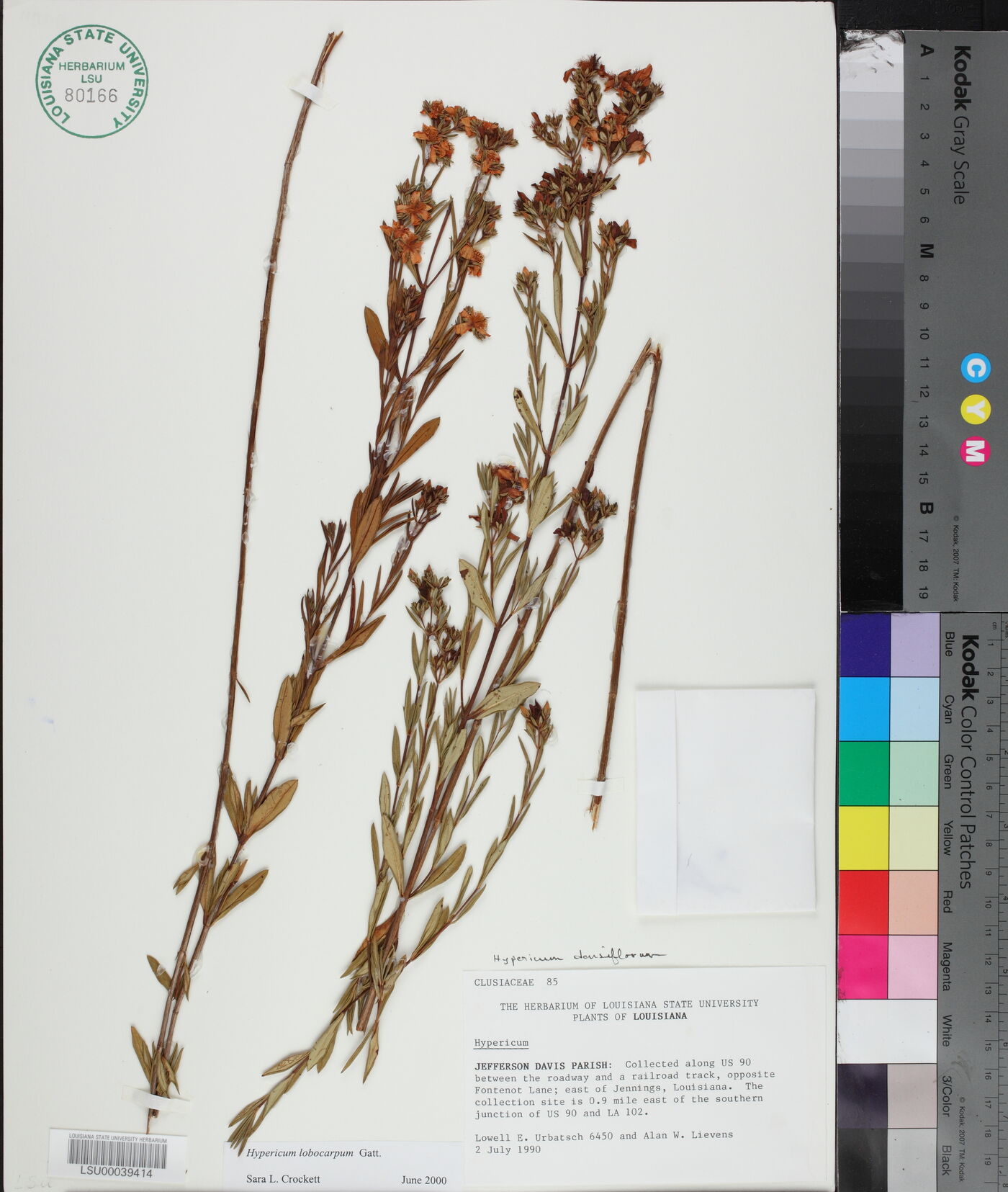 Hypericum lobocarpum image