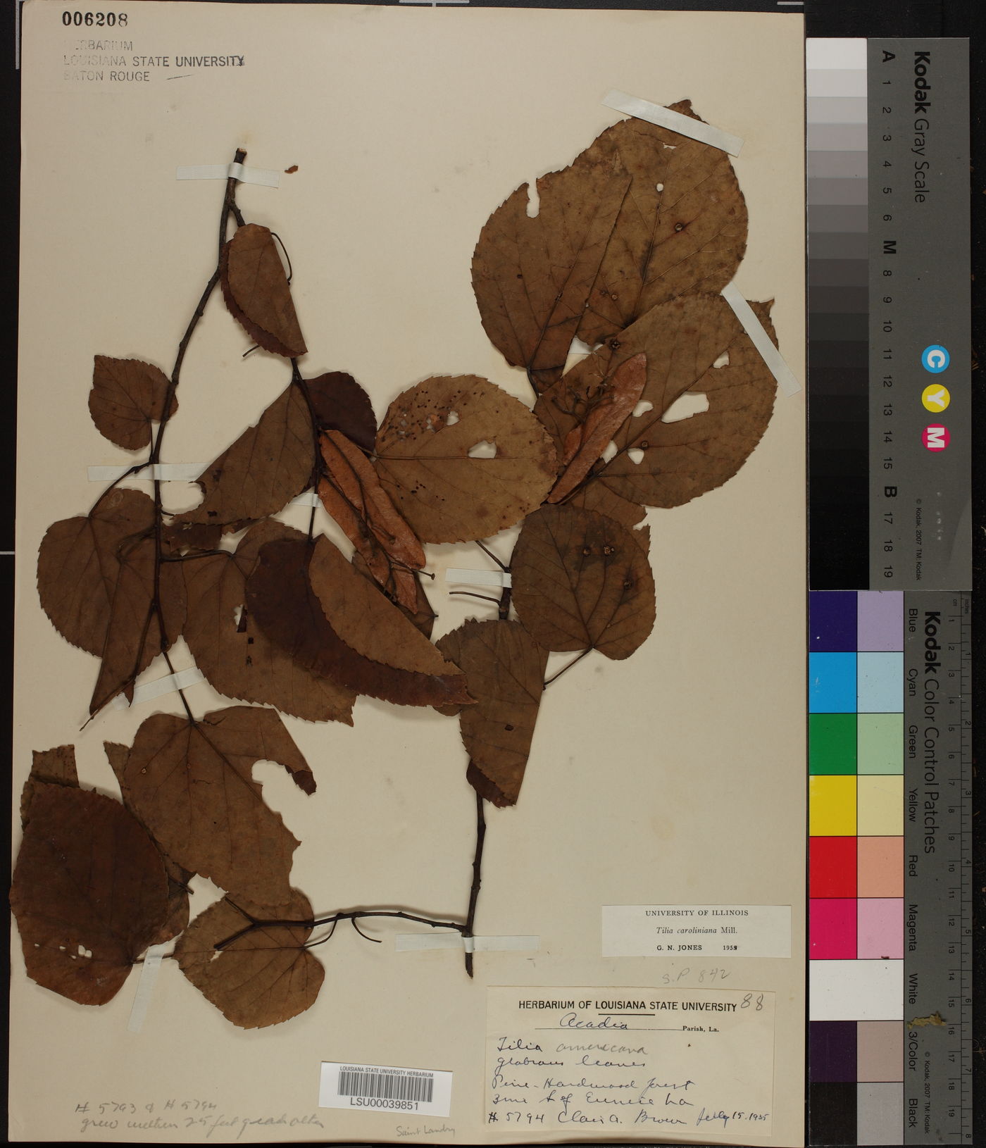 Tilia americana var. caroliniana image
